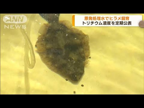 福島第一原発　処理水で飼育のヒラメ公開(2022年10月18日)