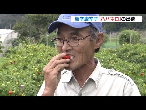 辛い！激辛唐辛子「ハバネロ」の収穫　ソースなどに加工され出荷　京都・京丹波町（2022年10月2日）