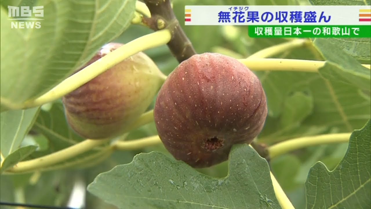 「イチジク」が収穫時期を迎える　今年は『甘くて、濃い仕上がり』　和歌山・紀の川市（2022年10月3日）