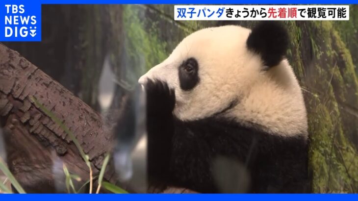 上野動物園の双子パンダ　きょうから先着順で観覧可能に　開園から長蛇の列｜TBS NEWS DIG