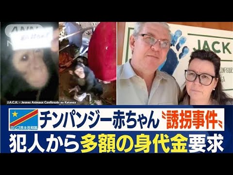 チンパンジー赤ちゃん“誘拐事件”　“身代金”要求し…動画に“両腕拘束”姿　コンゴ(2022年10月4日)