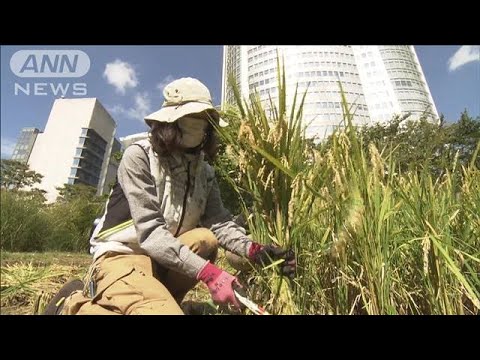 全国ブランド米が…東京・六本木ヒルズの屋上で稲刈(2022年10月4日)