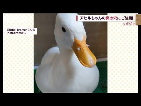 アヒルに鼻毛!?　鳴くと出たり入ったり　毛繕いの結果…(2022年10月4日)