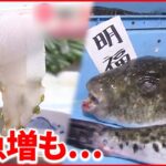 【トラフグ】調理師が足りず…市内で食べられる店は5軒 福島県