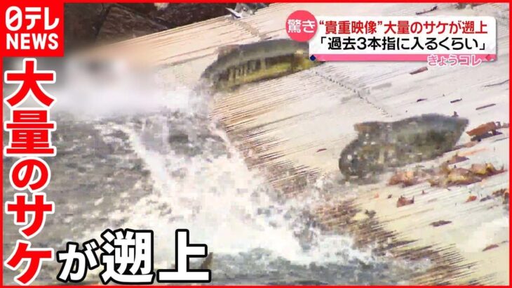 【驚きの声】「過去3本指に入るくらい」大量のサケが遡上 北海道・千歳川