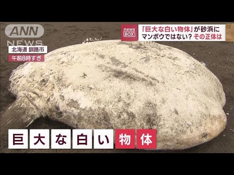 【謎の物体】3メートルのマンボウ？　打ち上げられた“白い物体”正体は…(2022年10月7日)