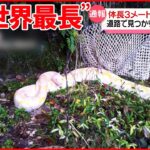 【アミメニシキヘビ】体長3ｍの大型ヘビ 心当たりある人は連絡を