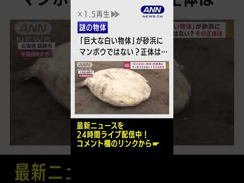 砂浜に3メートルのマンボウ？北海道に打ち上げられた“白い物体”の正体は…　#shorts