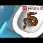 ふたを開けると“巨大ヘビ”　専門家「噛む個体多い」　一体どこから？(2022年10月5日)