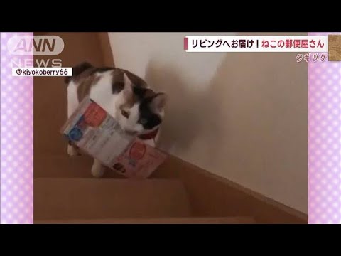 猫の恩返し？　必死に郵便物を…リビングにお届け！(2022年10月6日)