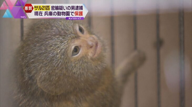 希少なサル２１匹を密輸入した疑いで男を逮捕　劣悪な環境で運ばれ１０匹死ぬ　兵庫県内の動物園で保護