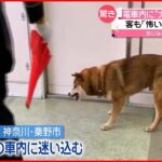 【驚き】電車内に犬が迷い込み…駅員がかまれる 客も「怖い」