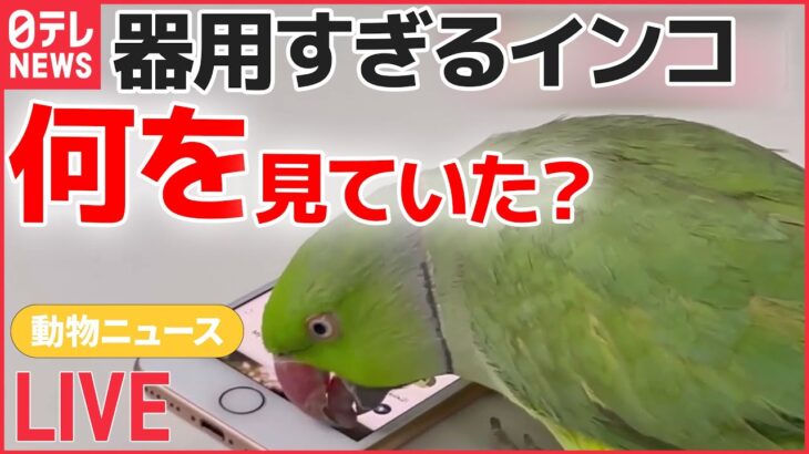 【ライブ】動物ニュースまとめ：スマホ操作し動画見るインコ / 謙虚なツキノワグマ？エサもらうため“お辞儀” / 「オハヨウ」と鳴くカラス　など――（日テレNEWSLIVE）