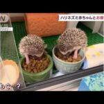 ハリネズミ赤ちゃん、ご飯のにおいでもぐもぐ？　お疲れママはすき見て“休憩”(2022年10月7日)