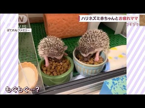 ハリネズミ赤ちゃん、ご飯のにおいでもぐもぐ？　お疲れママはすき見て“休憩”(2022年10月7日)