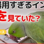 【動物ライブ】スマホ操作し動画見るインコ / 謙虚なツキノワグマ？/ 岐阜県の川に“ガメラ”/「オハヨウ」と鳴くカラス　など――動物ニュースまとめ：（日テレNEWSLIVE）