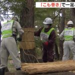 松の木を害虫から守る『こも巻き』　「寒露」にあわせ一足早い冬支度　京都・福知山市（2022年10月8日）