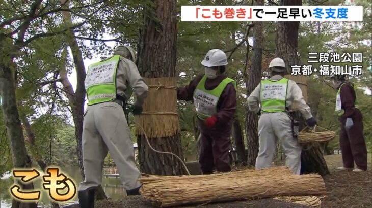 松の木を害虫から守る『こも巻き』　「寒露」にあわせ一足早い冬支度　京都・福知山市（2022年10月8日）