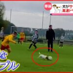 【華麗】犬がサッカー場に乱入 高速ドリブルで子どもたちを抜き去る ベルギー