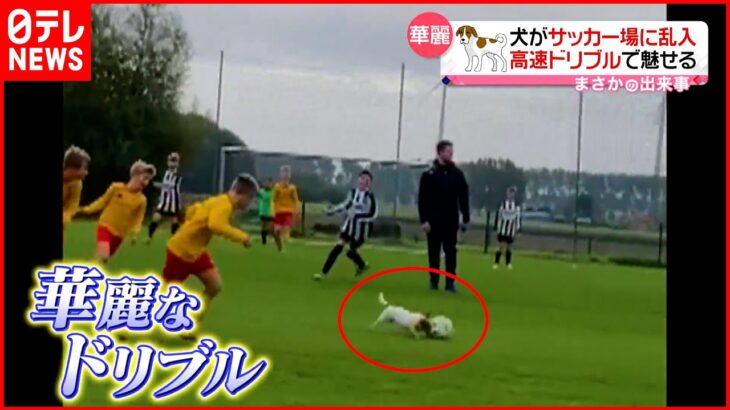 【華麗】犬がサッカー場に乱入 高速ドリブルで子どもたちを抜き去る ベルギー