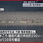 【今年初】冬の使者ハクチョウが飛来　福島・猪苗代湖