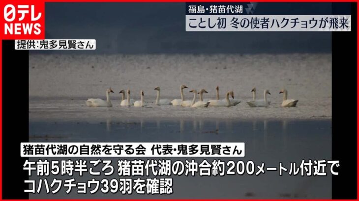 【今年初】冬の使者ハクチョウが飛来　福島・猪苗代湖