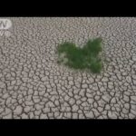「限界超え」の熱波で居住不能の地域も　国連が警鐘(2022年10月10日)