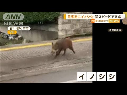 「イノシシ」住宅街を“猛速突進”…目撃情報相次ぐ(2022年10月11日)