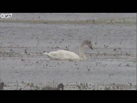 滋賀・長浜　湖北に「冬の使者」“コハクチョウ”初飛来　３月中旬まで琵琶湖周辺で見られる