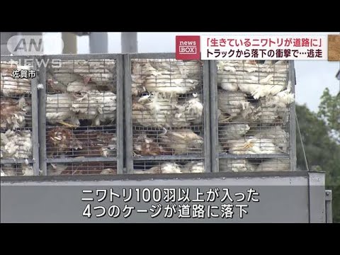 「生きてるニワトリが道路に…」トラック荷台から“脱走”30羽(2022年10月11日)