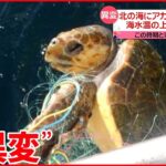 【アカウミガメ】海水温“上昇”で北海道に 産卵場所も“激減”で…