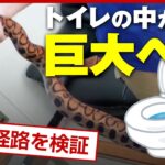 【恐怖】トイレのふたを開けたら巨大ヘビ「侵入経路」を検証