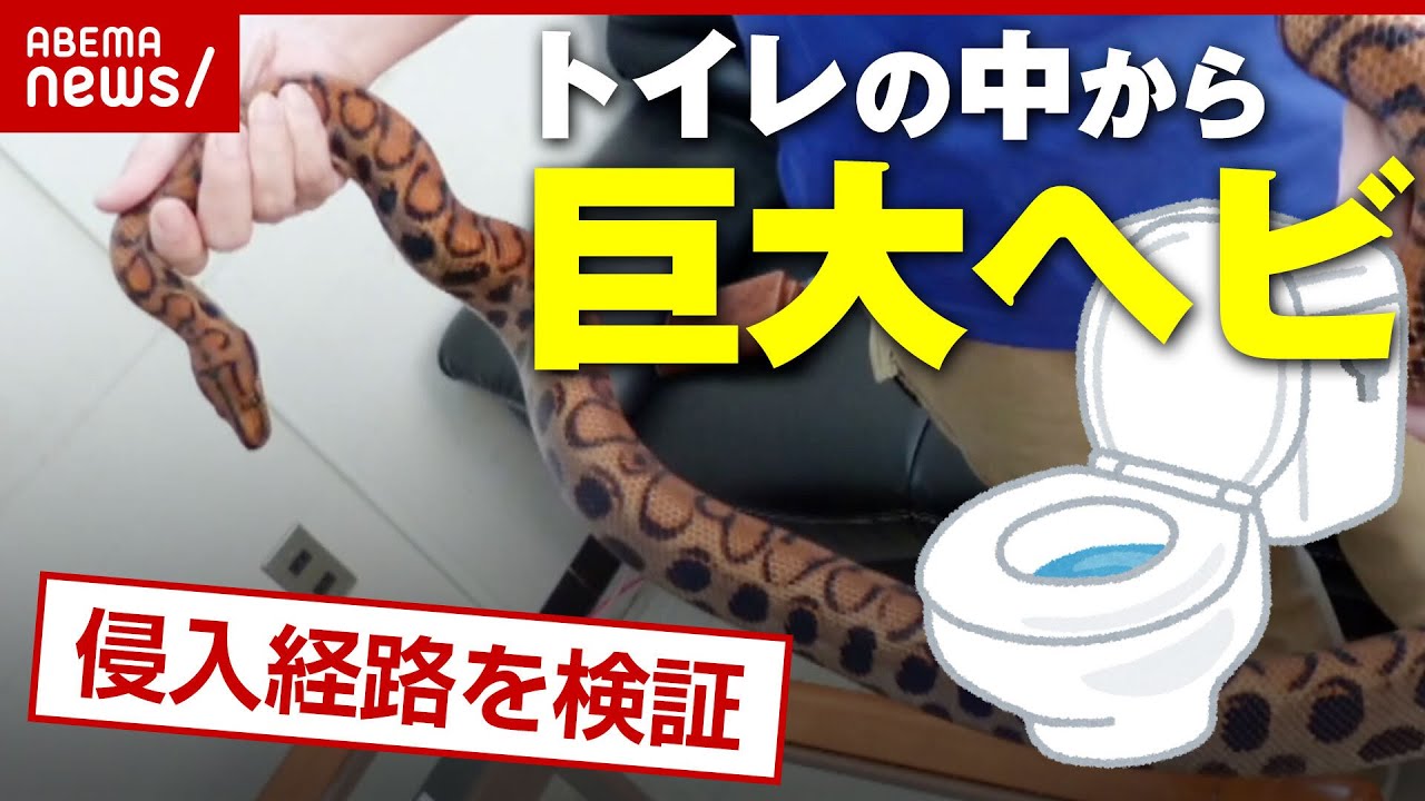 【恐怖】トイレのふたを開けたら巨大ヘビ「侵入経路」を検証