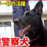【活躍】捜すの大好き！直轄警察犬ドリー号デビュー　鳥取　NNNセレクション