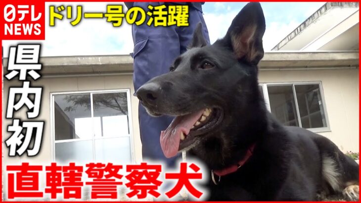 【活躍】捜すの大好き！直轄警察犬ドリー号デビュー　鳥取　NNNセレクション