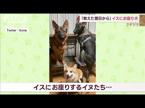 イスにお座りするワンちゃん…飼い主の教え守る？(2022年10月14日)