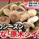 【香りも味もいい！】希少な「原木シイタケ」の魅力に迫る