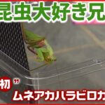 【“外来種”のカマキリ】幼い兄弟が発見も… 生態系への影響を心配