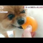 【クギヅケ】「ボールで遊びたい犬」と遊びたい犬(2022年10月17日)