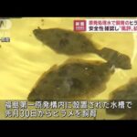 福島原発の処理水で育てたヒラメを公開　風評払拭狙う(2022年10月17日)