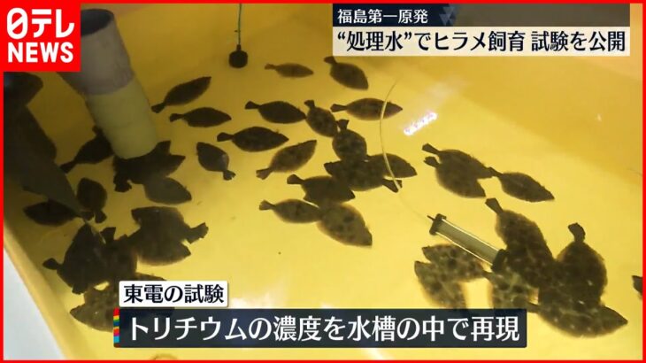 【福島第一原発】処理水混ぜた水槽でヒラメ飼育…影響調べる 東電が試験本格化