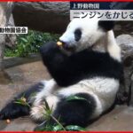 【初公開】ニンジンをかじる双子パンダ 上野動物園