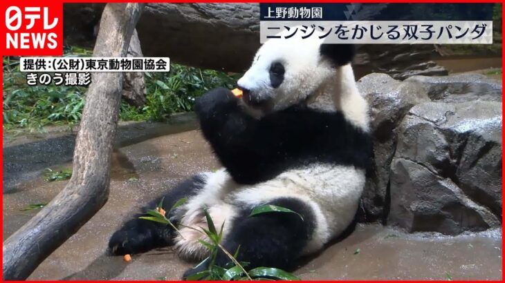 【初公開】ニンジンをかじる双子パンダ 上野動物園