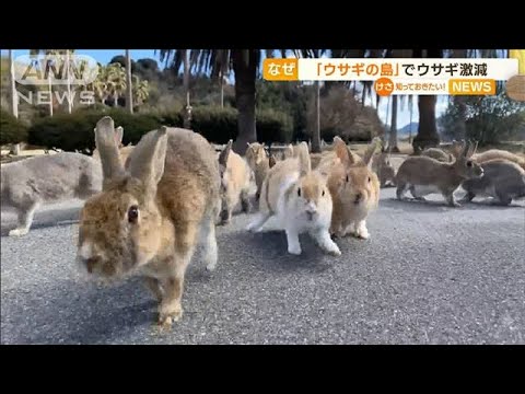 【異変】「ウサギの島」でウサギが激減…コロナ影響(2022年10月19日)