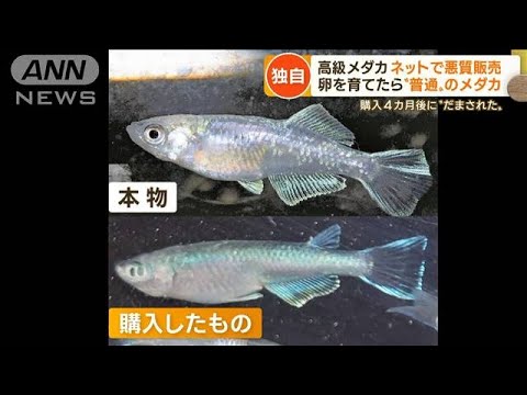 【独自】高級メダカ“悪質販売”　卵育てたら“普通”だった…4カ月後「形違う品種」【もっと知りたい！】(2022年10月19日)