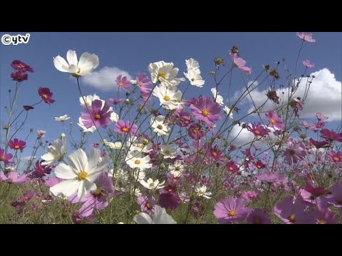 休耕田で約３００万本のコスモスが見ごろ　２２日・２３日には「コスモスまつり」も　兵庫県稲美町