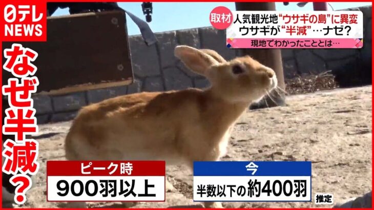 【“ウサギの島”に異変】観光客”減少”によってエサの量が減り…現地を取材