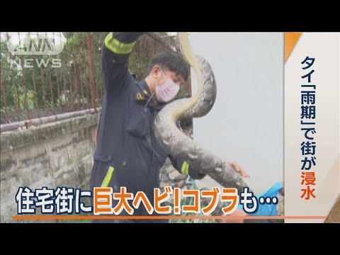 タイ　「雨期」で街が浸水　住宅地に巨大ヘビ！　コブラも…捕獲要請「1日に200件も」(2022年10月21日)