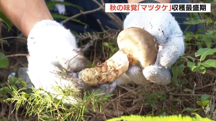 香り高い秋の味覚「マツタケ」収穫最盛期　昼夜の寒暖差大きく品質良く育つ　丹波篠山（2022年10月21日）