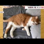 “自動添い寝”ネコ？　飼い主さんベッドに近付いただけでゴロン！(2022年10月21日)